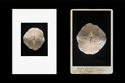 Vintage Scan Borders And Textures⸻1, a Texture Graphic by Studio Viita (Thumbnail 2 of 8)