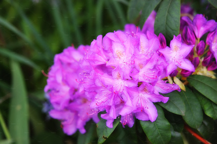 My garden, a Photo by Peopleimages.com