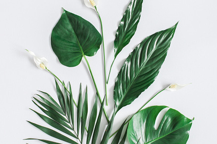 Summer tropical composition stock photo containing tropic and tropical, an Arts & Entertainment Photo by Flaffy
