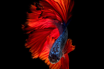 Siamese fighting fish featuring abstract, action, and animal, an Animal Photo by Panomfolio