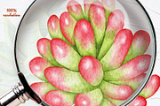 Succulents Watercolor clipart, an Illustration by BarvArt (Thumbnail 9 of 13)