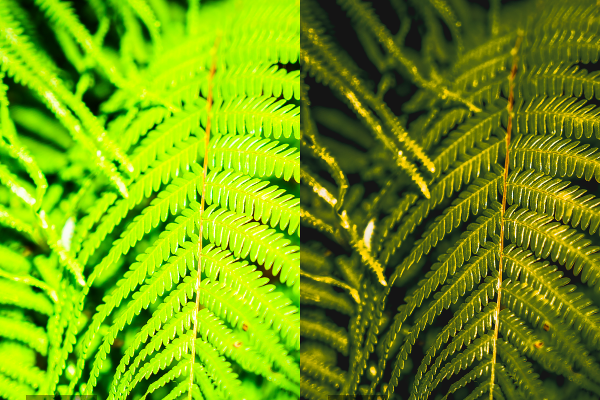 08 Into The Wild Lightroom Presets, a Preset Add-On by RamsaGraphi (Photo 8 of 10)