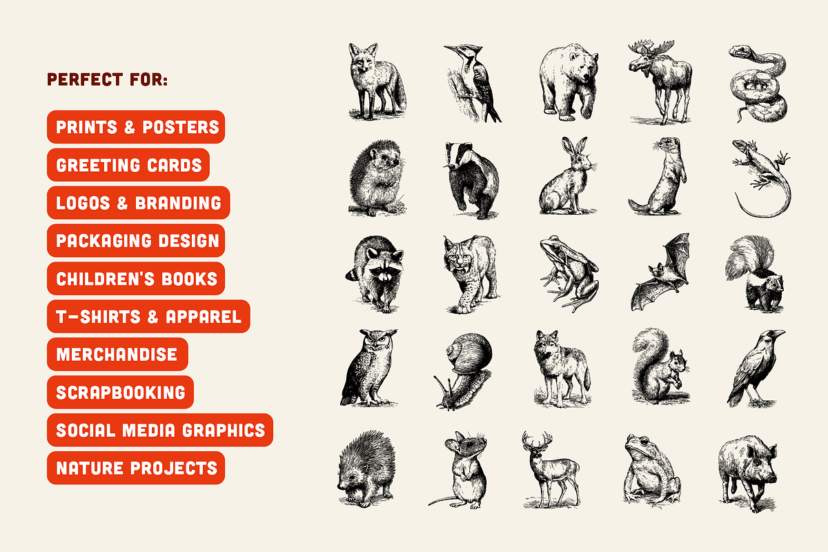 25 Woodland Animal Illustrations, an Animal Illustration by Vectorian (Photo 5 of 5)