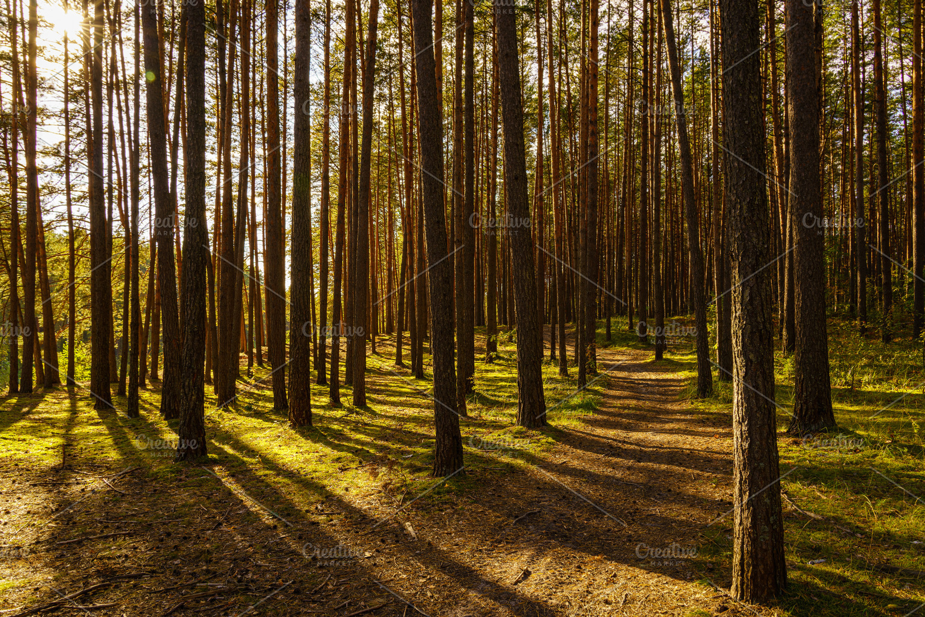 Green moss and grass on a ground in tall pine forest with hiking trail. An outd, a Nature Photo by Eugene_Photo