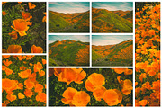 California Poppies Photo Bundle, a Nature Photo by Megs Lang (Thumbnail 2 of 6)