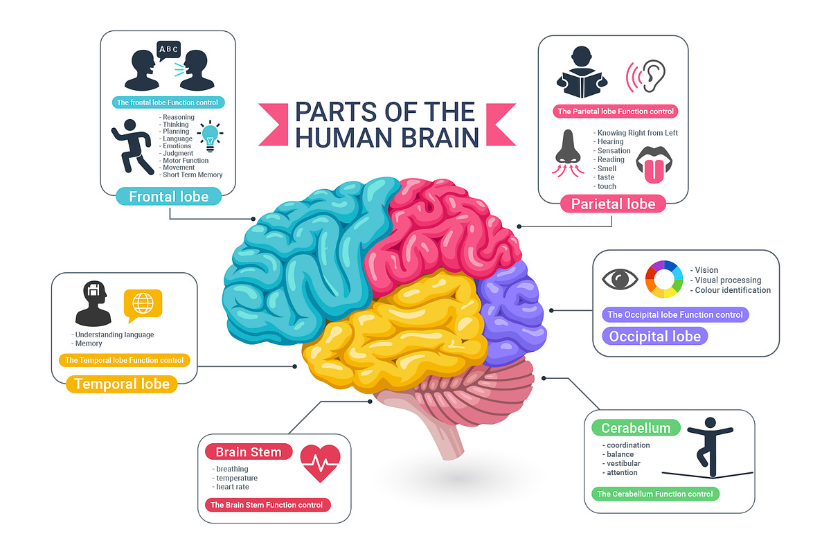 Functional Areas of the Human Brain, an Education Illustration by Graphixmania