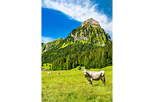 Cow in the swiss alps containing cow, switzerland, and alps, an Animal Photo by Leonid Andronov