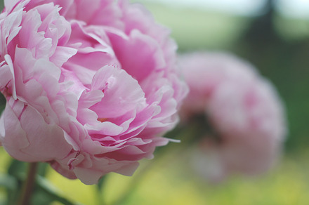 Beautiful Peonies - Pink Flowers