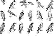 Falcon Engraving Illustration Set, an Object Graphic by RT Studio (Thumbnail 4 of 4)