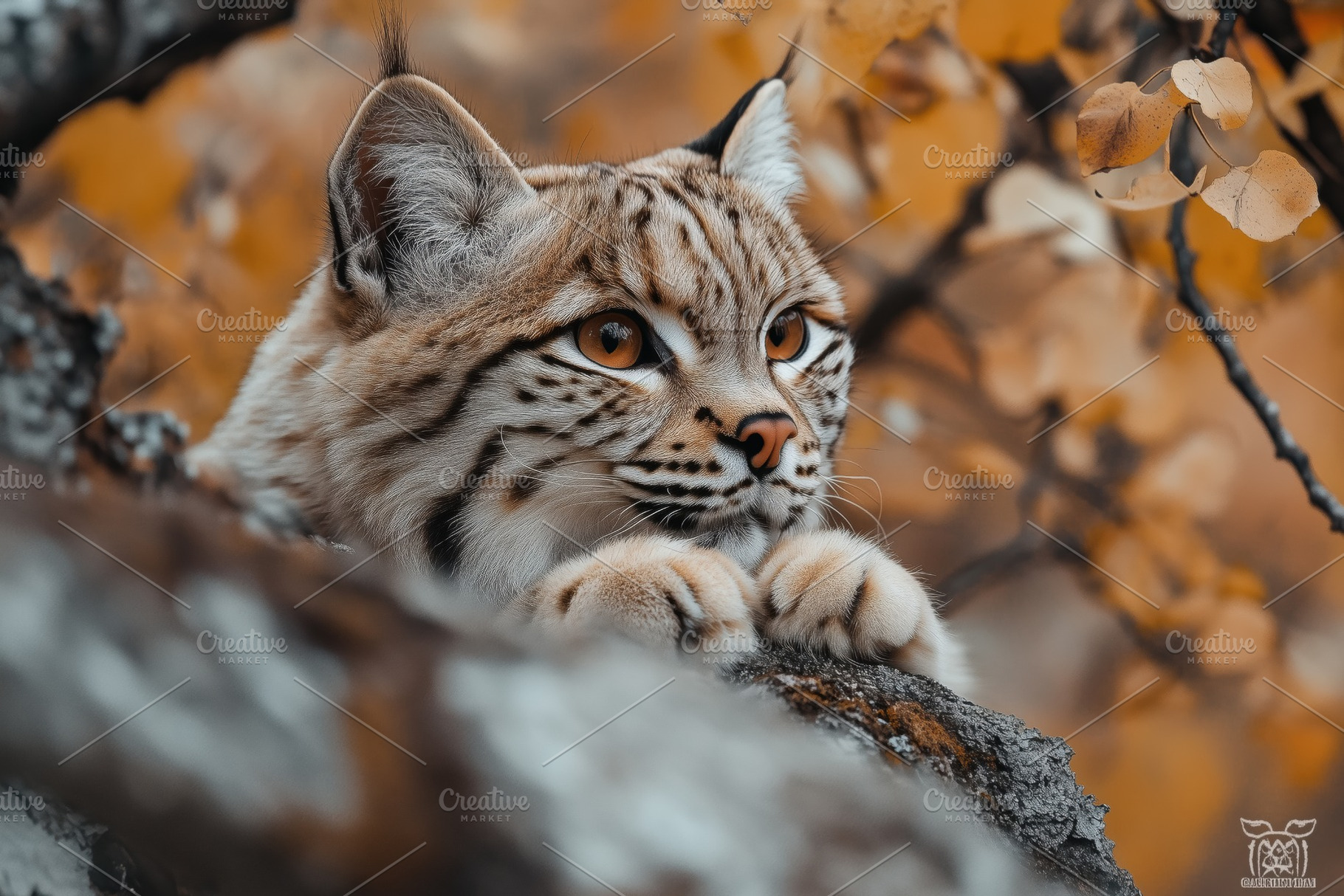 A close-up of a lynx resting on a tree branch, surrounded by autumn leaves. The, an Animal Photo by Textures & Backgrounds