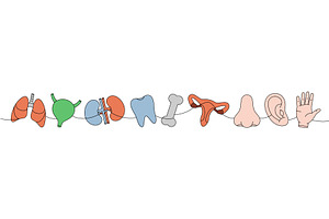 Set of human organ one line colored, an Object Illustration by GraphiShop
