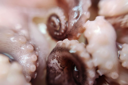 Octopus feeler seafood macro photo