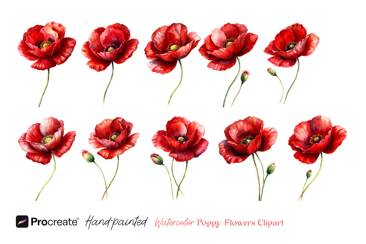 Watercolor Poppy Flowers Clipart, a Decorative Illustration by crafty (Photo 7 of 8)