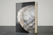 Seashell Texture Backgrounds, a Background Graphic by youtoview (Thumbnail 8 of 12)