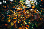 100+ New Hi-Res Autumn Photos, a Background Photo by moonloop (Thumbnail 11 of 13)