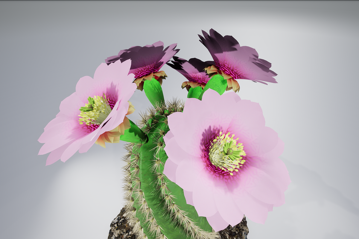 Spiral Cactus, an Environmental 3D Model by AndrewWhite (Photo 12 of 13)