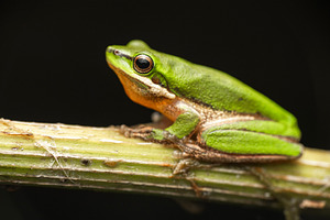 Eastern Dwarf Tree Frog