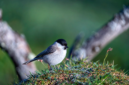 Marsh tit perched on a on the ground. Spain., an Animal Photo by CreativePhotoSpain