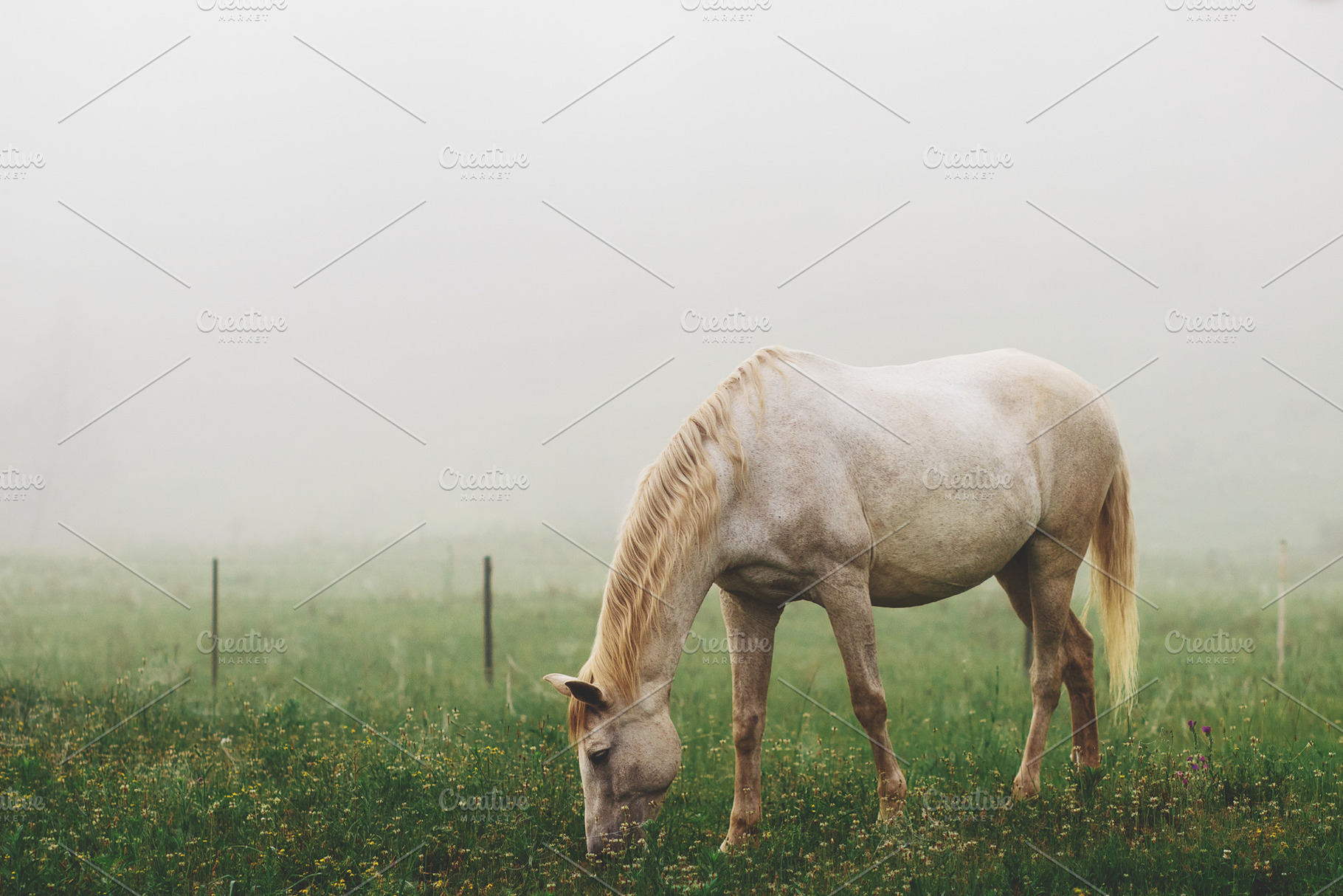Horizontal White Horse Photo, an Animal Photo by René Jordaan Photography