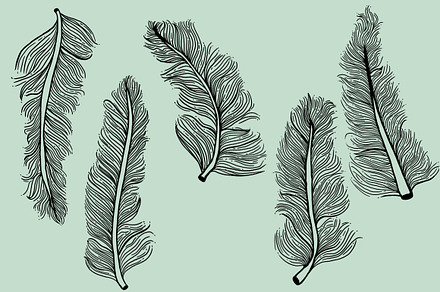 5 Illustrated Feathers