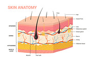 Skin layer structure anatomy diagram | Education Illustrations ...