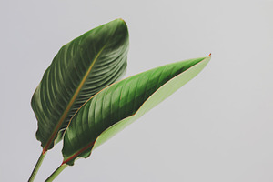 Lush tropical leaves stock photo