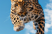 116 Flying animals, an Animal Photo by Handmadefont (Thumbnail 69 of 119)