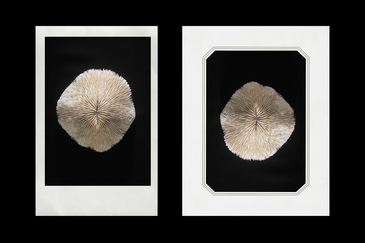 Vintage Scan Borders And Textures⸻1, a Texture Graphic by Studio Viita (Photo 4 of 8)