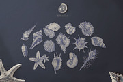 Silver Breeze Collection, a Decorative Illustration by Michael Rayback Design (Thumbnail 3 of 10)