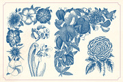 Vintage Flower Illustrations, a Decorative Illustration by Mr Vintage (Thumbnail 5 of 13)