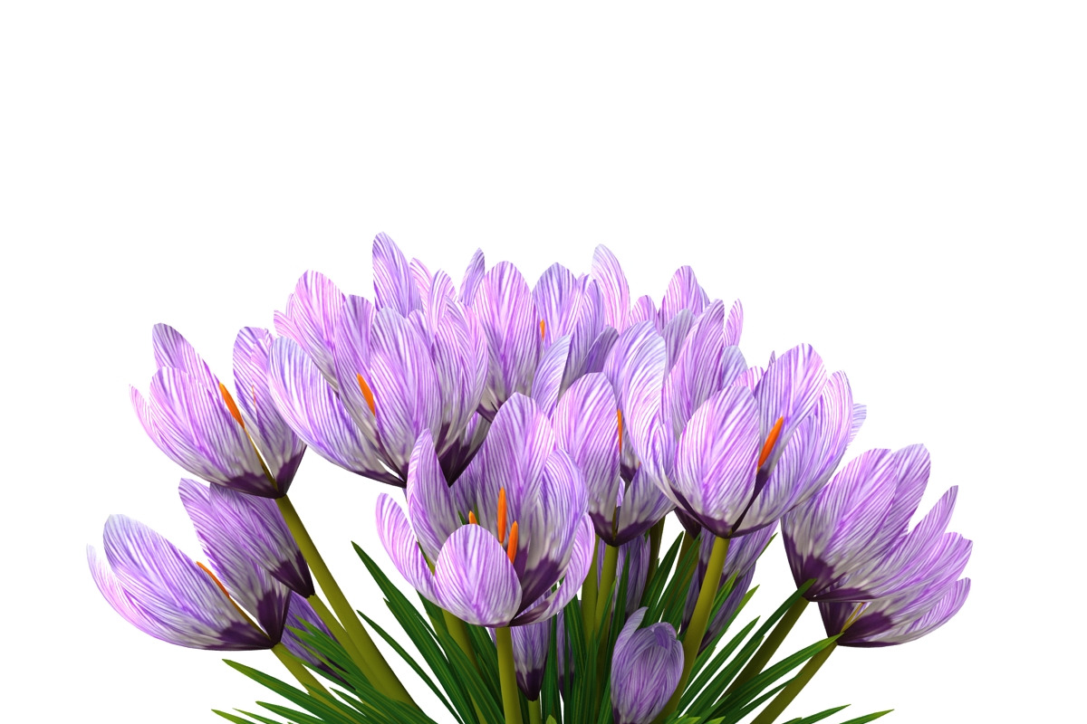 Crocus violet, an Environmental 3D Model by AndrewWhite (Photo 3 of 9)