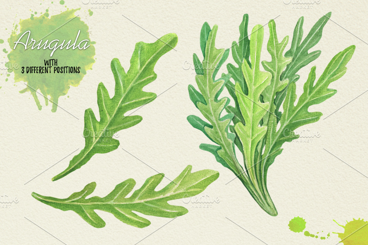 North American Herbs, a Food Illustration by Graphobia (Photo 3 of 21)