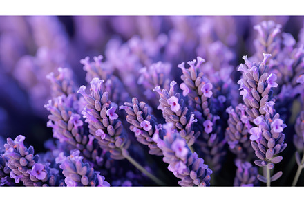 beautiful flora macro background, a Nature Photo by pikepicture