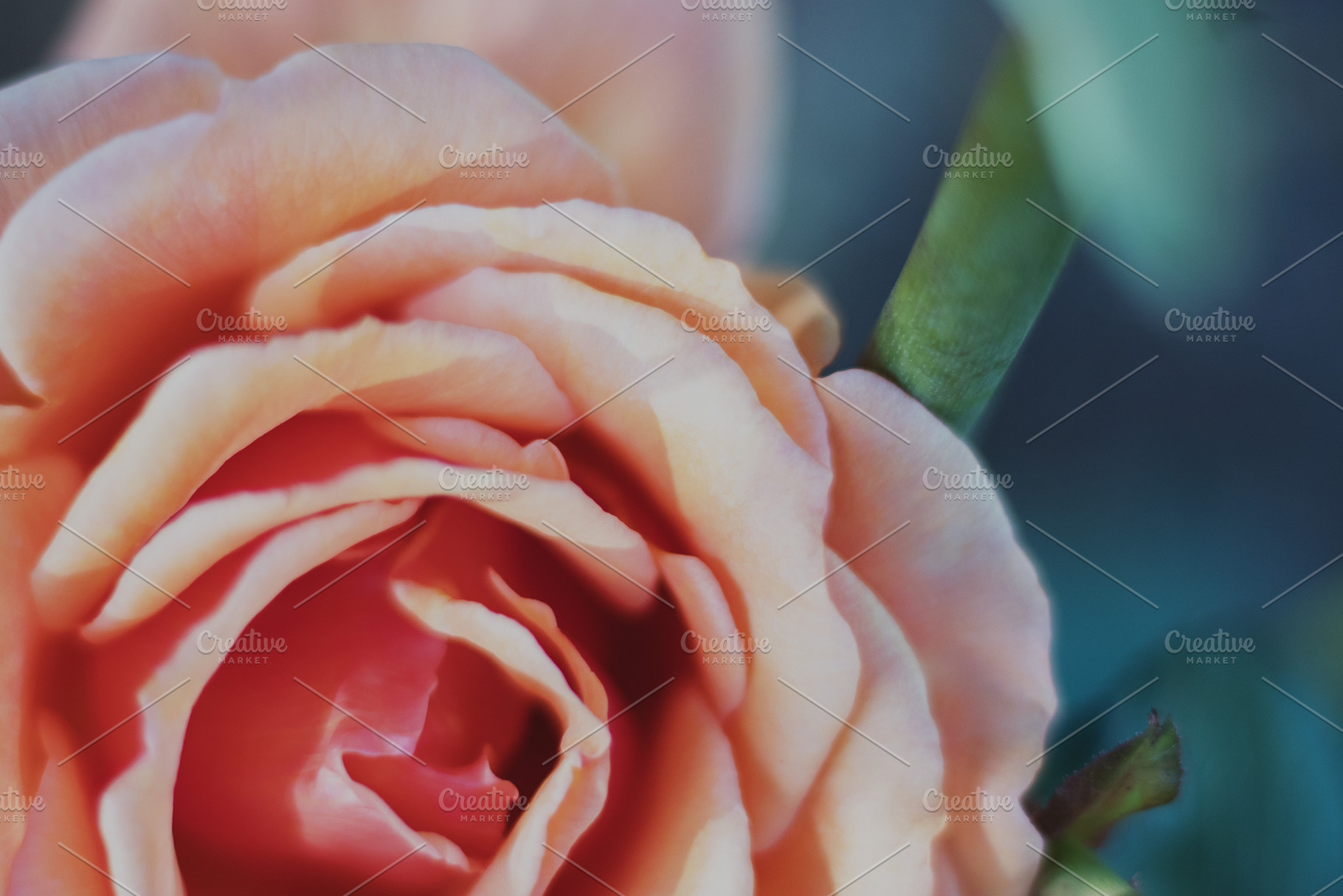 Minimalist Peach Rose Background, a Nature Photo by René Jordaan Photography