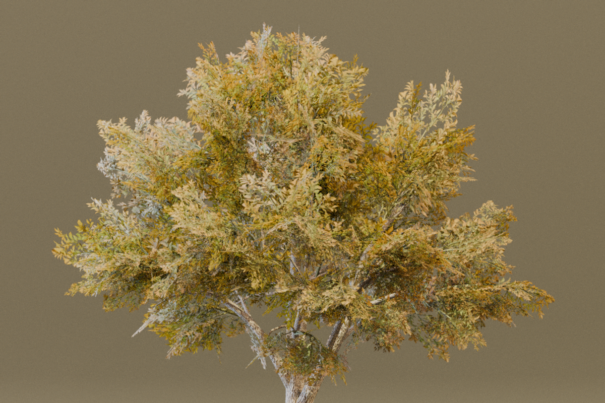 The Siberian Elm Tree, a Plants & Tree 3D Model by FuturePastCreatives (Photo 2 of 8)