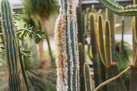 pilosocereus leucocephalus,