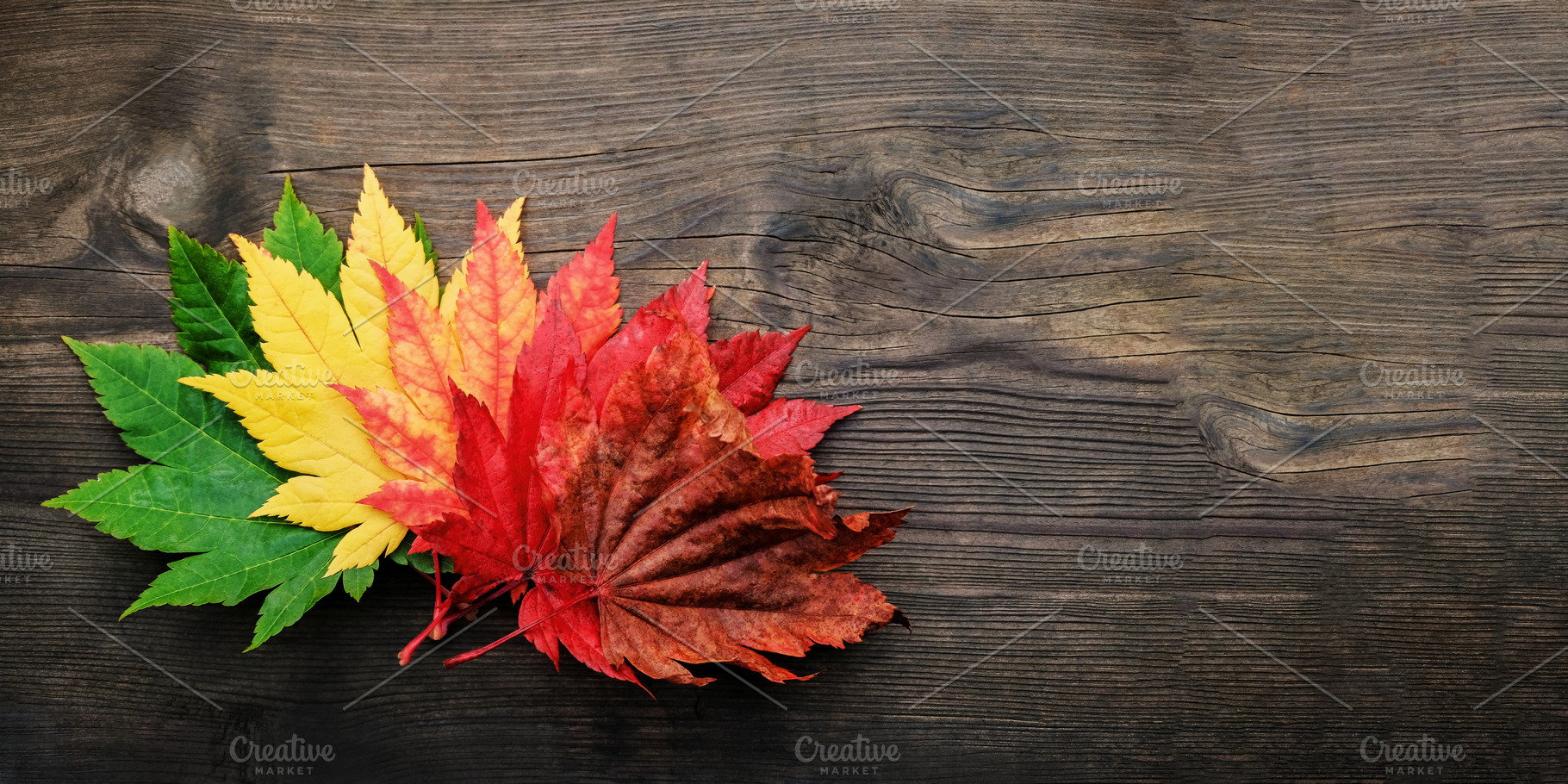 Maple leaf resting on a wooden board, symbolizing calmness, nost, a Photo by salmon.black