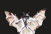 Vampire bats, watercolor/ink/vector, an Animal Illustration by Watercolor_Vector Graphic (Thumbnail 14 of 22)