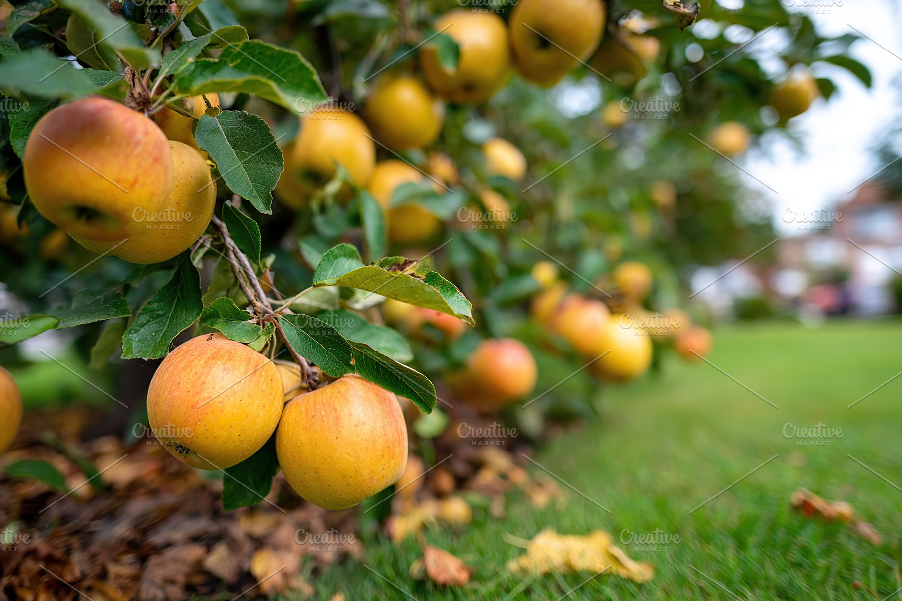 Bright yellow apples hanging from branches of a garden tree in a lush green are, a Food & Drink Photo by AlyaAnd