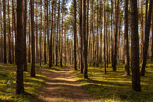 Green moss and grass on a ground in tall pine forest with hiking trail. An outd, a Nature Photo by Eugene_Photo