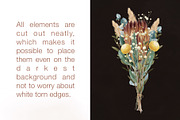Watercolor dried flowers set, a Decorative Illustration by Maria Summer (Thumbnail 4 of 7)