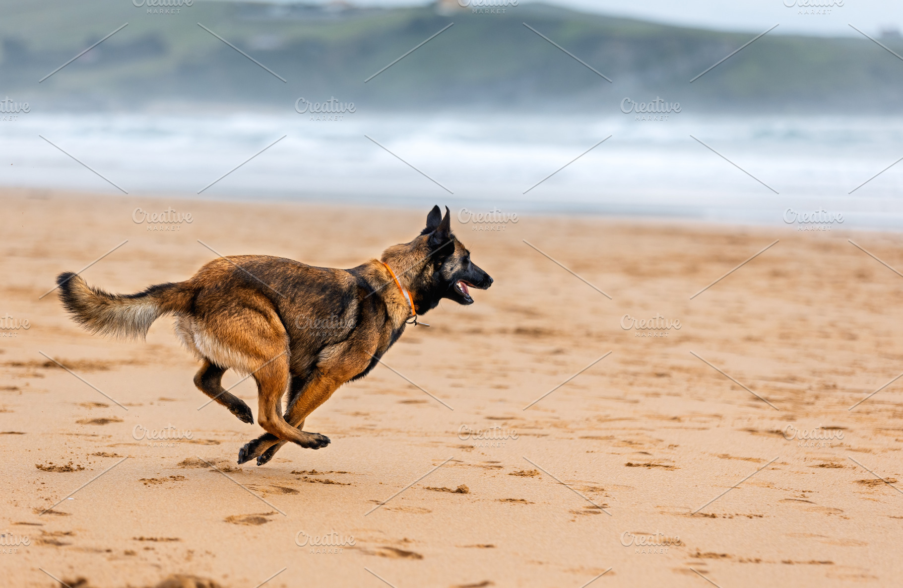 Belgian Malinois running at full spe, an Animal Photo by Perpis