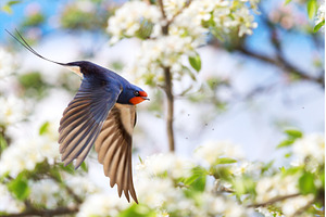 Barn Swallow Hirundo rustica in fast, an Animal Photo by Pakosta