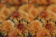 25 Warm Lightroom Presets, a Preset Add-On by CVR Presets (Thumbnail 5 of 7)
