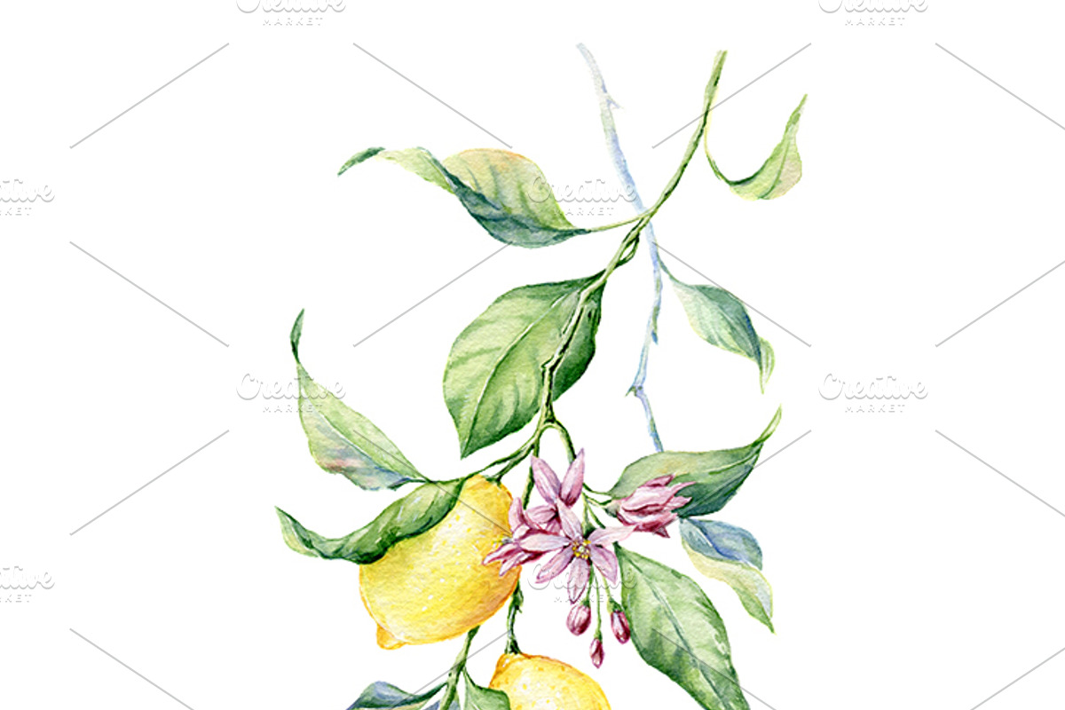Watercolour Lemons, a Food Illustration by Botanical Art Shop (Photo 3 of 4)