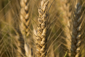 Wheat