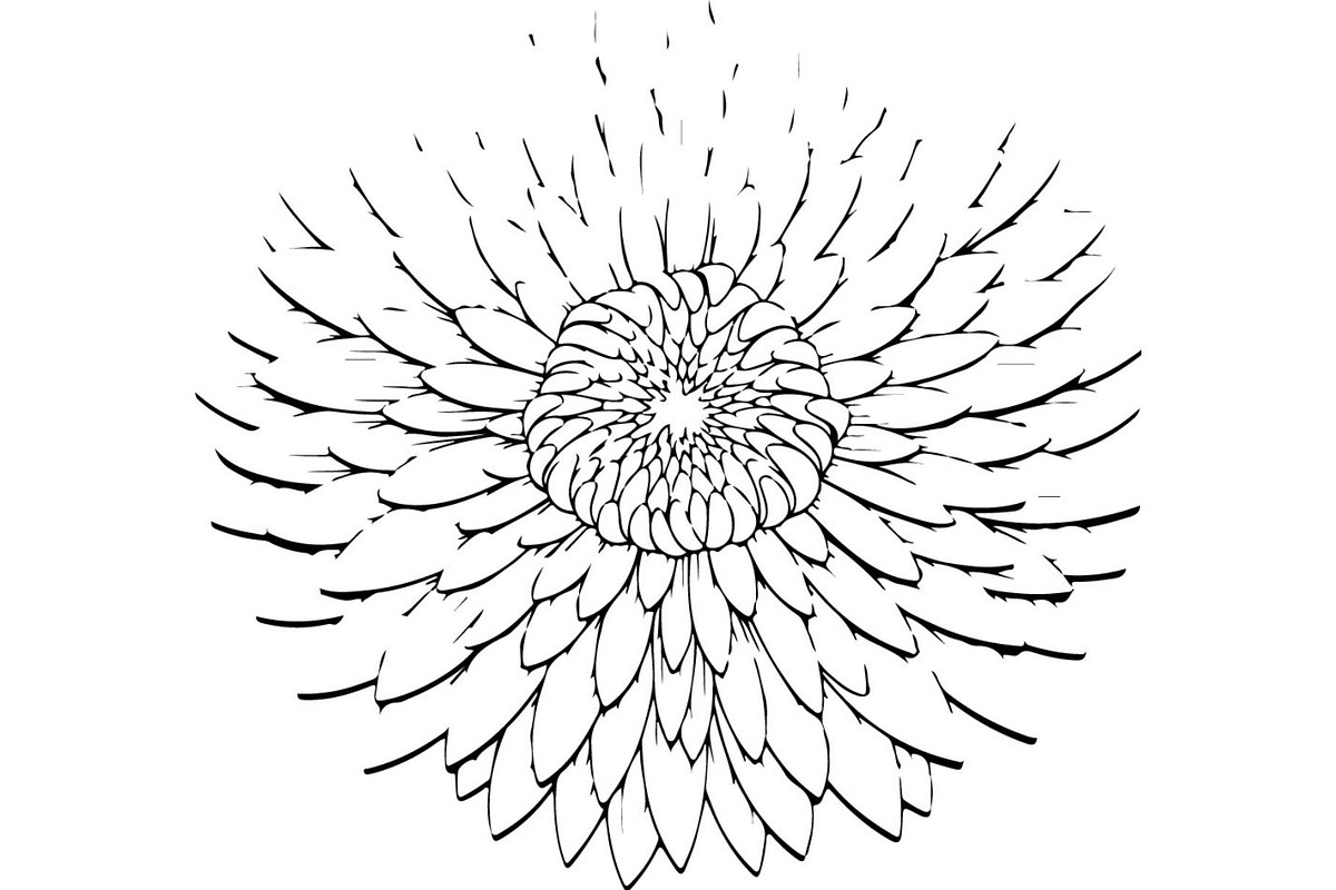 Vintage Botanical Flower Vector Set, an Object Illustration by Designer_Momina (Photo 12 of 26)