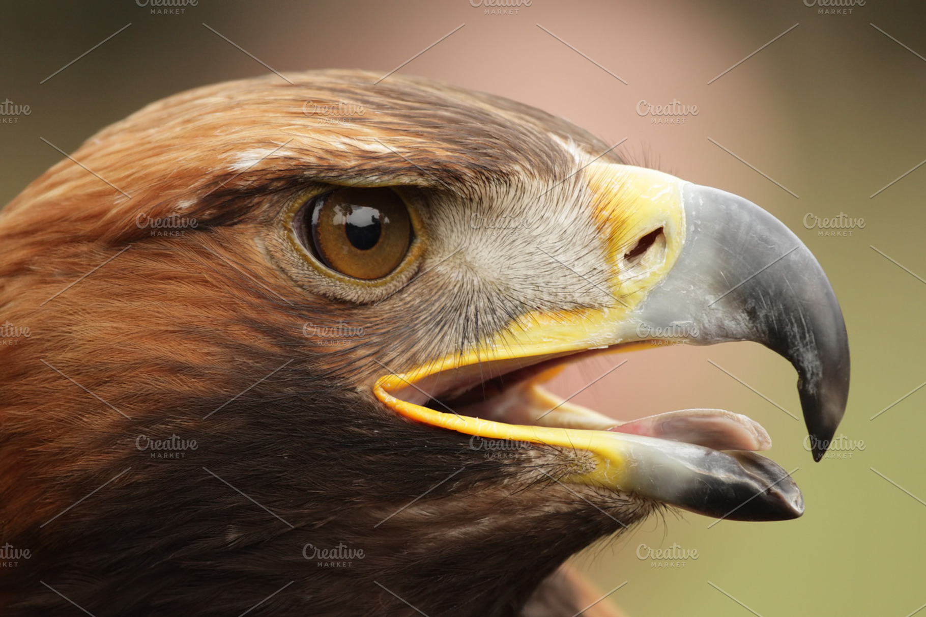 Golden eagle aquila chrysaetos containing golden eagle, eagle, and bird of, an Animal Photo by DirkR
