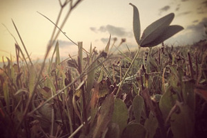 Vintage grass photo