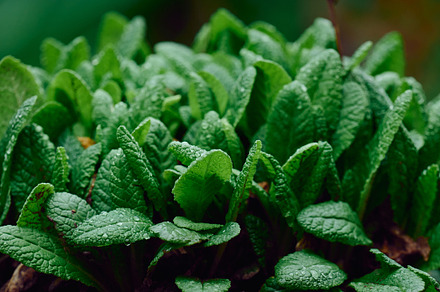 bush with large green leaves Primula acaulis in the garden on a, a Nature Photo by ndanko